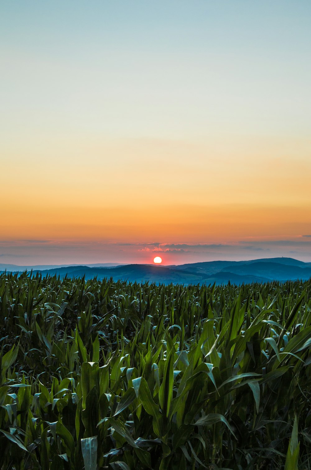 the sun is setting over a corn field