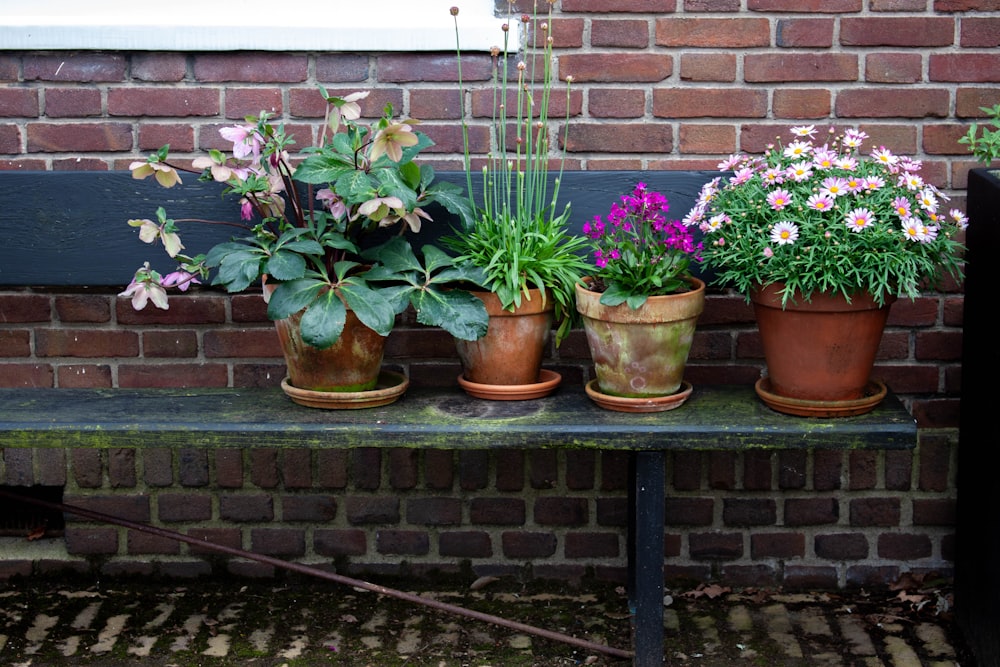 a group of potted plants sitting on top of a wooden bench