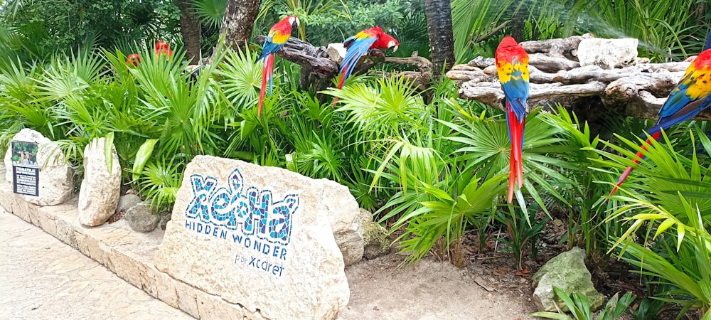 a group of colorful parrots sitting on top of a rock