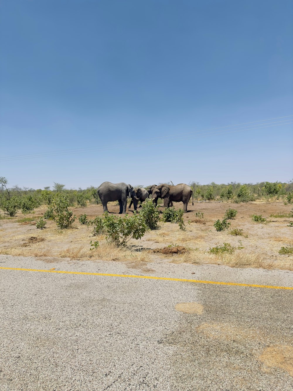 a herd of elephants walking across a dry grass field