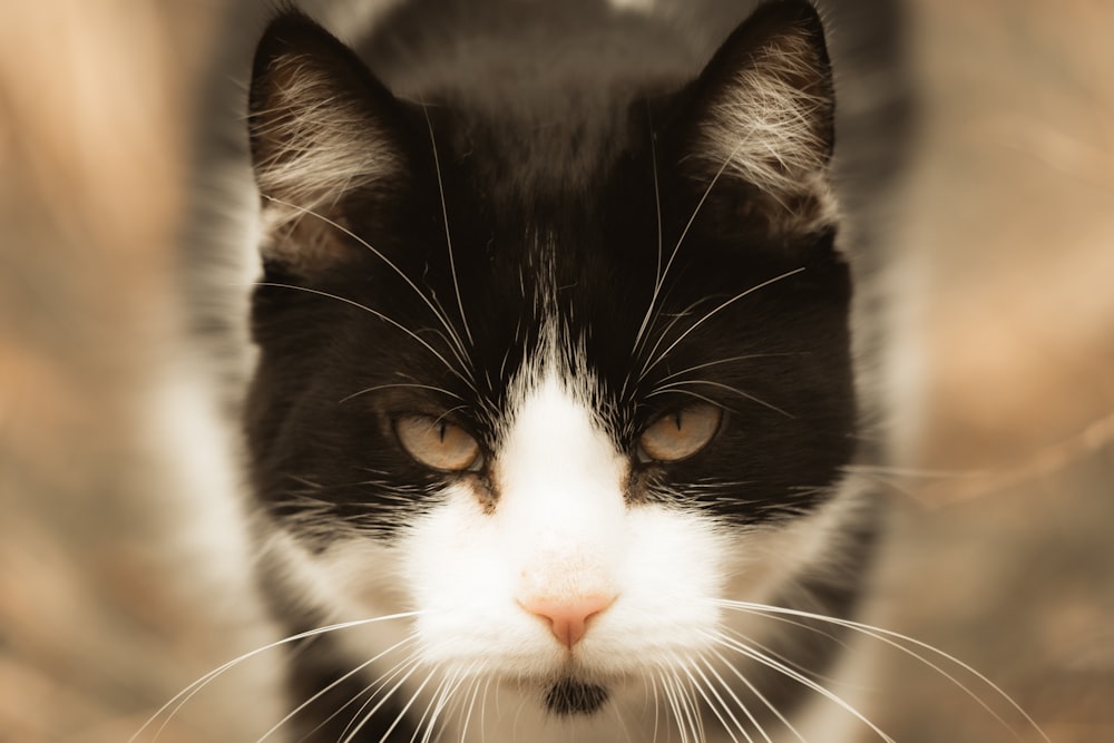 a black and white cat is looking at the camera