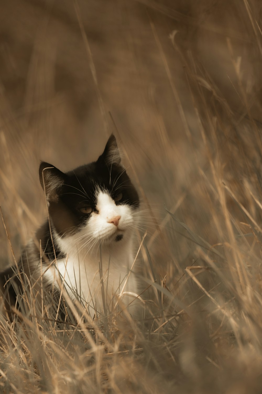 a black and white cat sitting in a field of tall grass