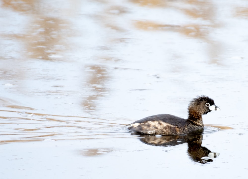 a duck floating on top of a body of water