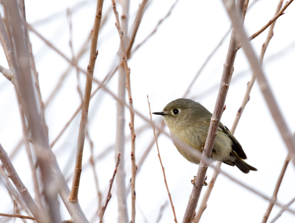 a small bird perched on top of a tree branch