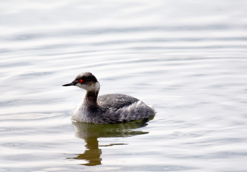 a duck floating on top of a body of water