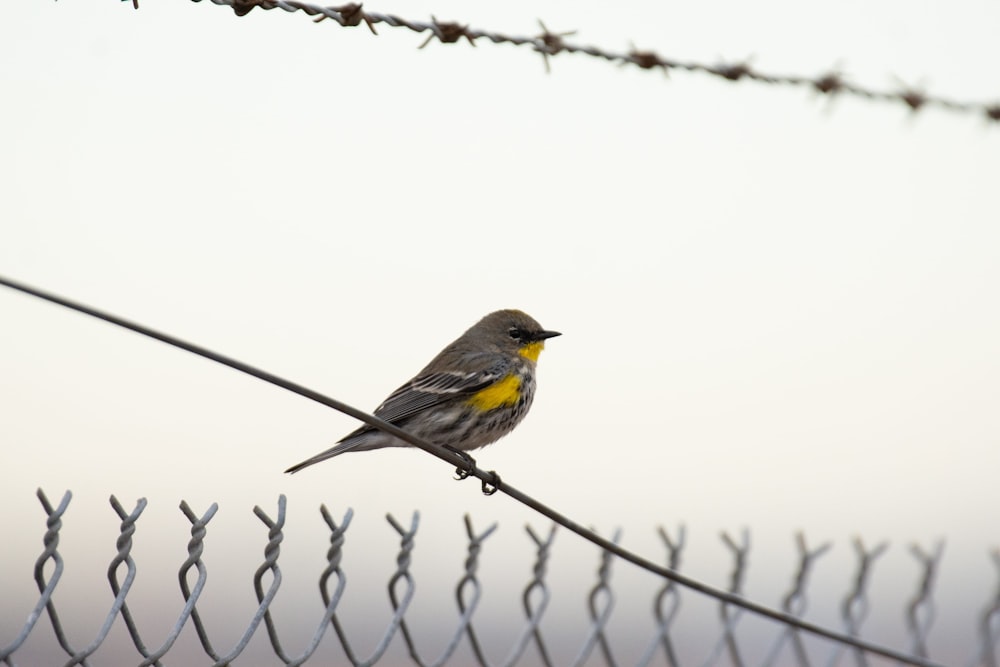 a small bird sitting on top of a barbed wire fence