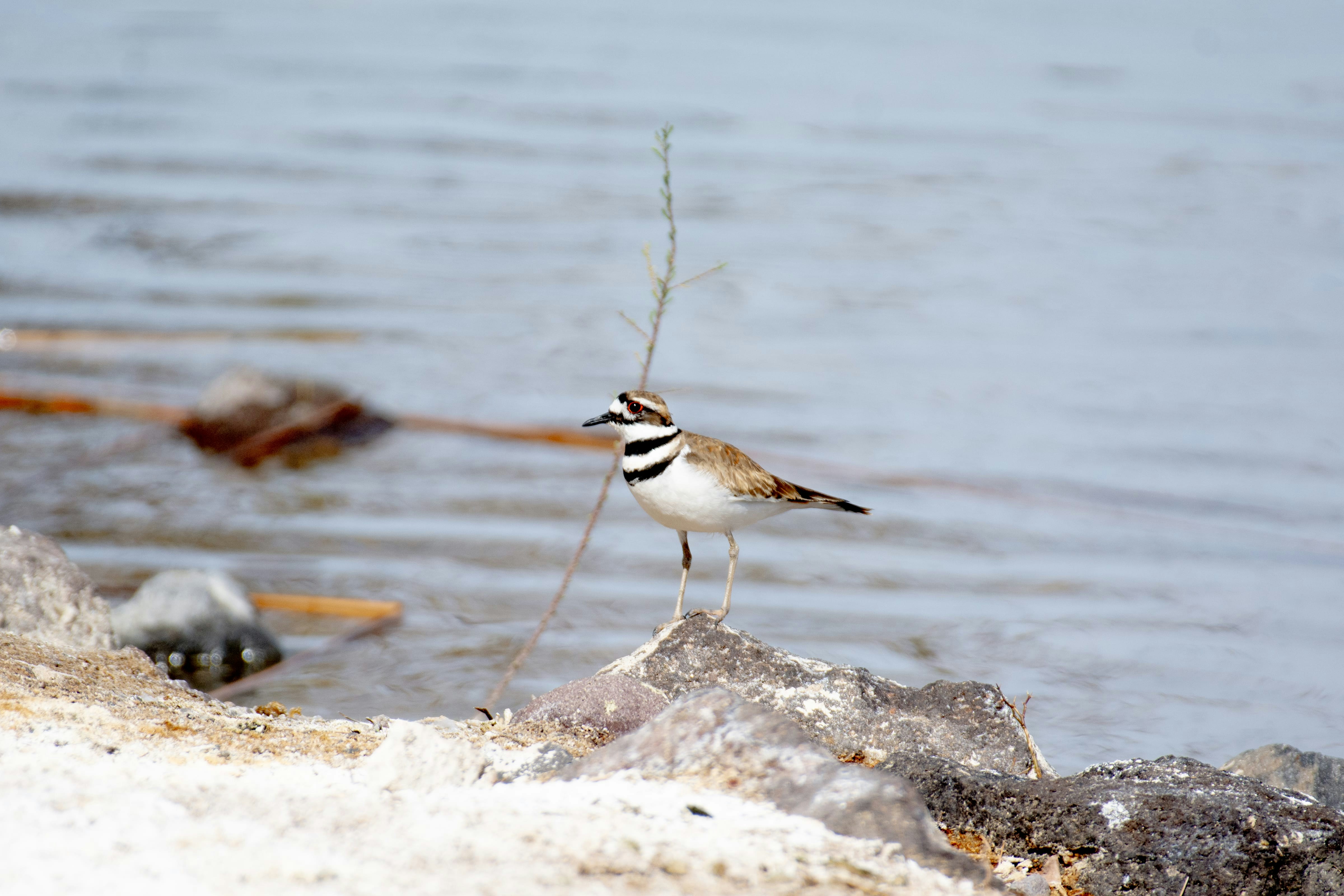 un pequeño pájaro parado en una roca cerca de un cuerpo de agua