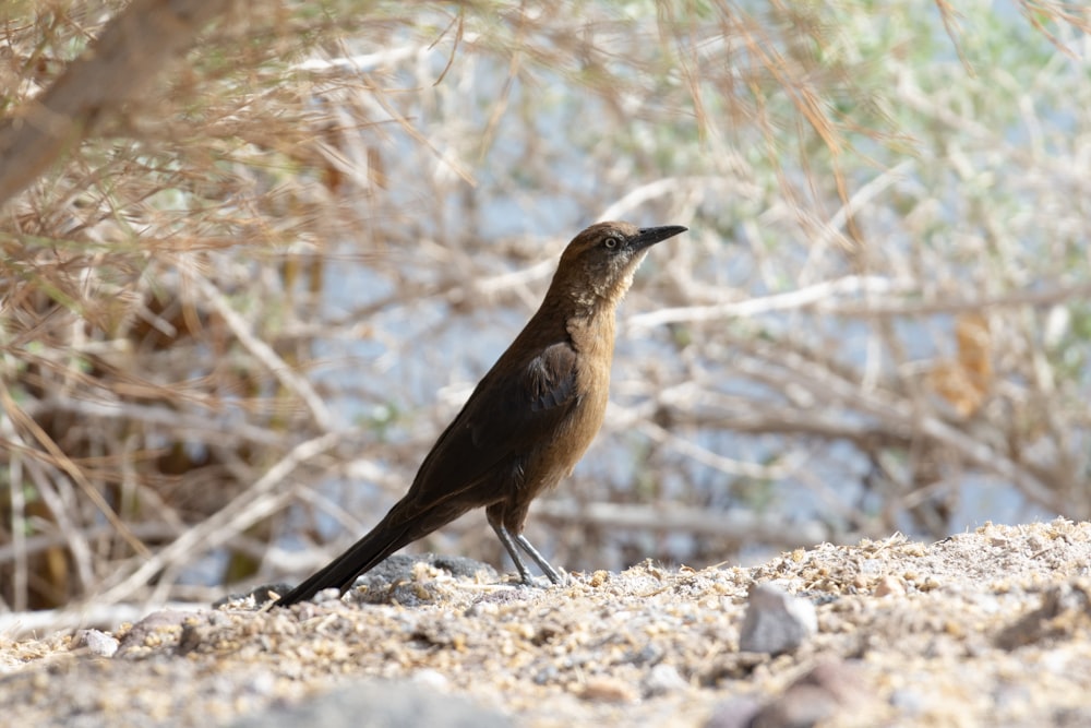 a small brown bird standing on top of a sandy beach