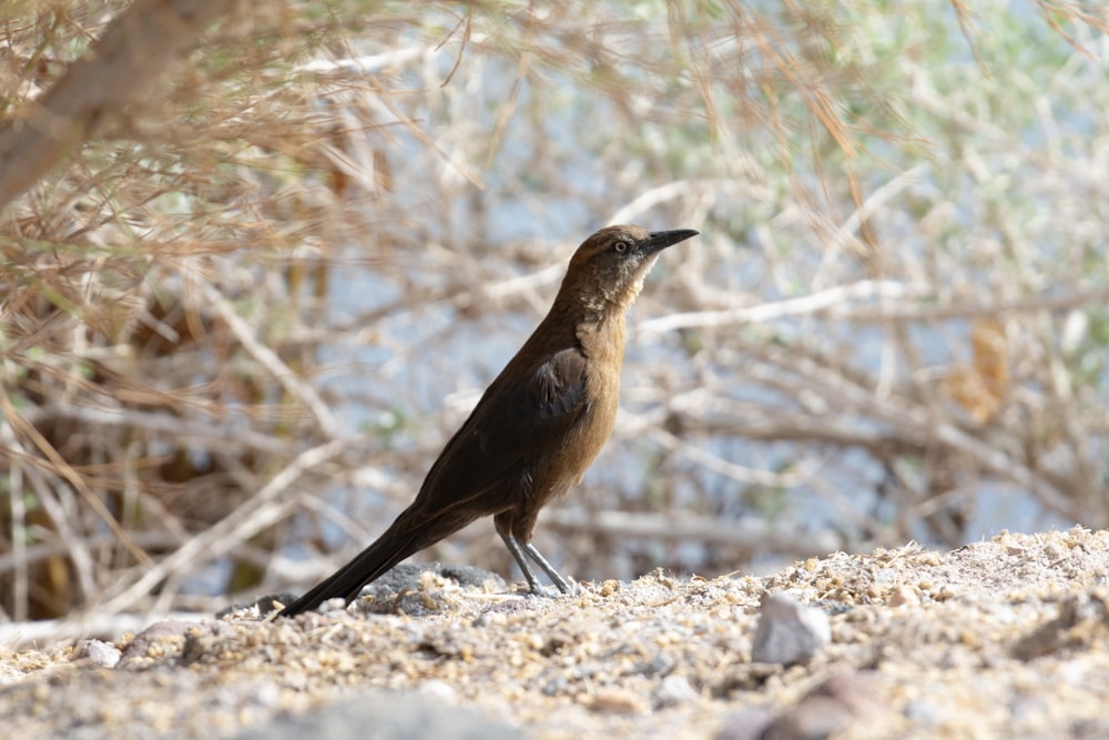 un piccolo uccello marrone in piedi in cima a una spiaggia sabbiosa