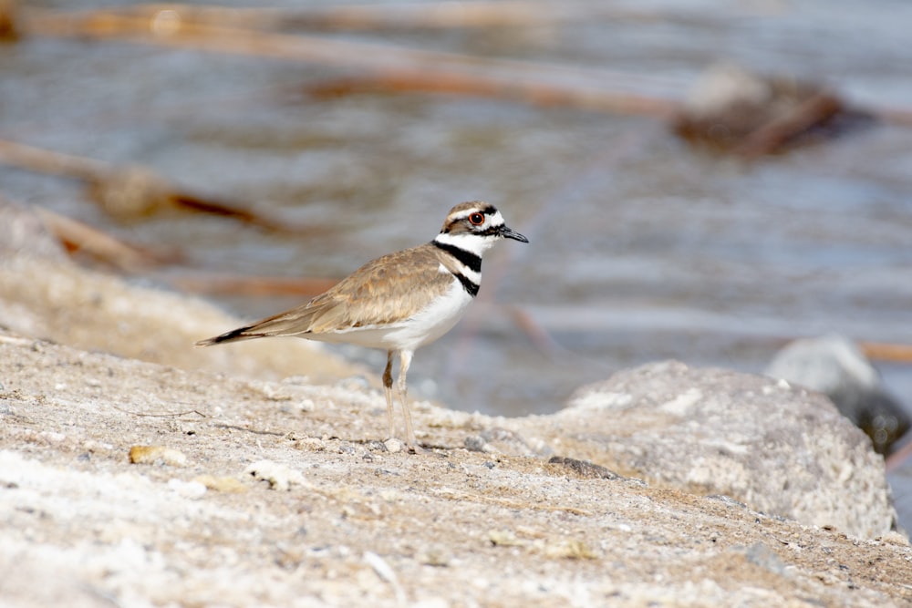 a small bird standing on a rock next to a body of water