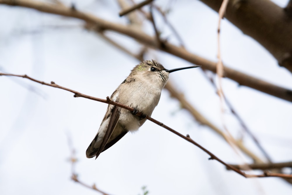 a bird sitting on a branch with a long beak