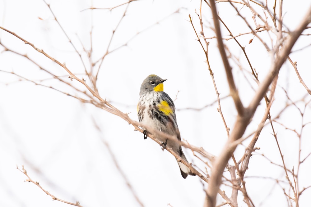 a small bird perched on top of a tree branch