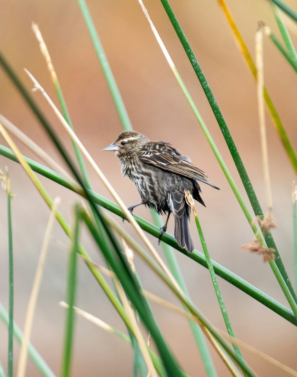 a small bird sitting on top of a green plant