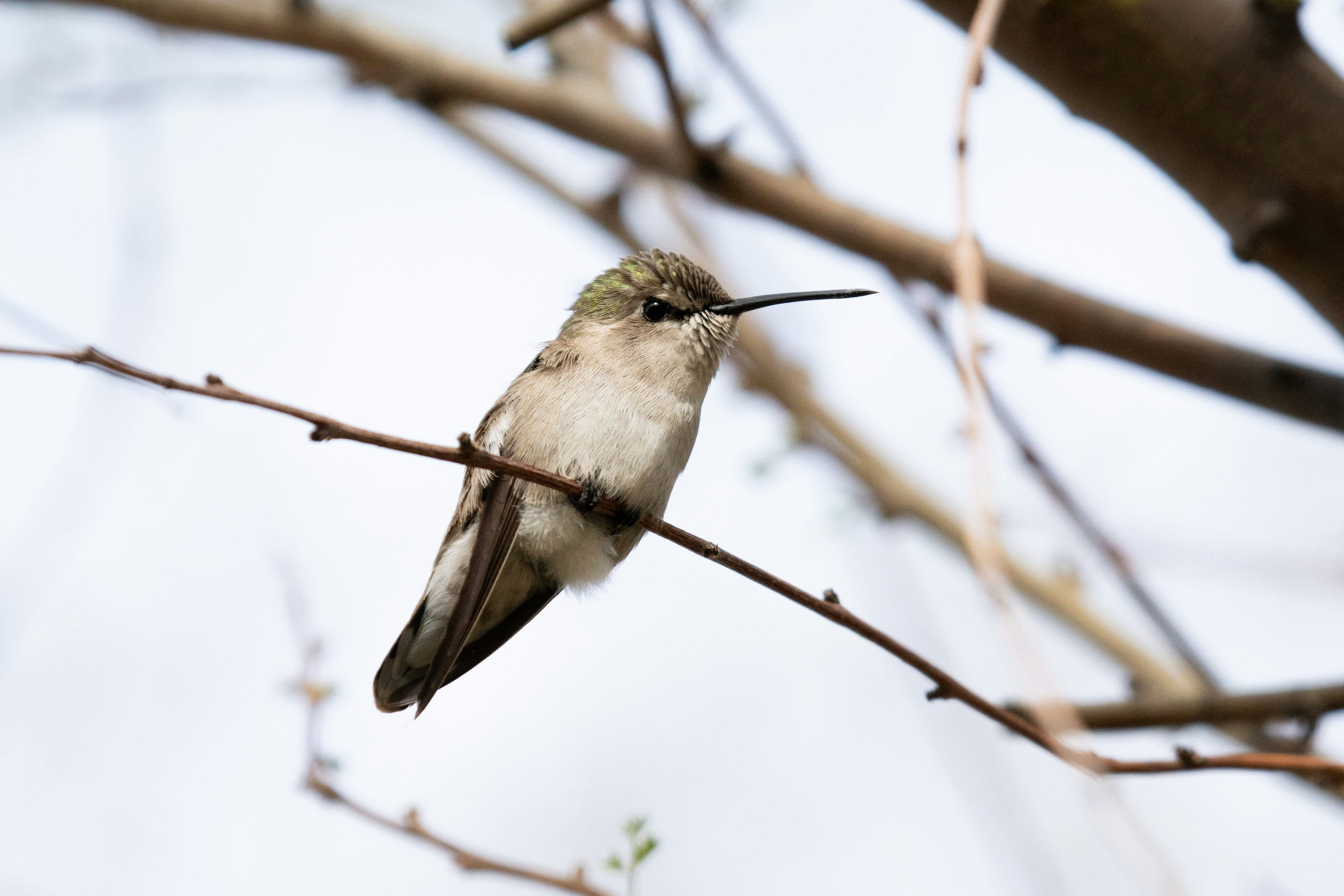 un petit oiseau assis sur une branche d’arbre