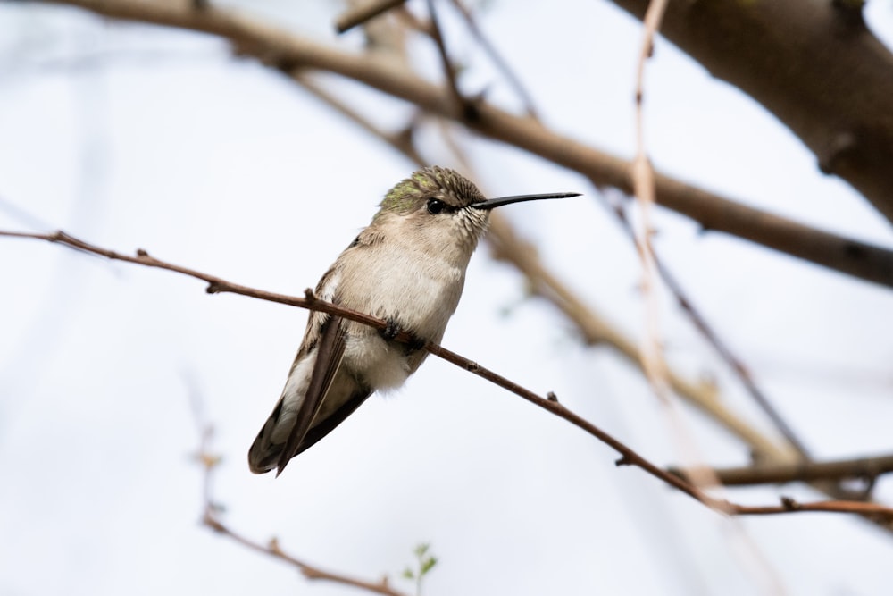 a small bird sitting on a branch of a tree