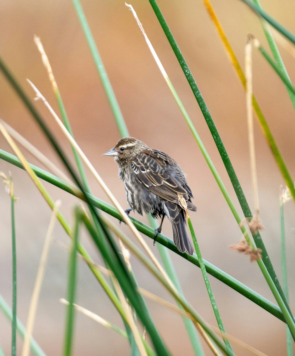 a small bird perched on top of a green plant