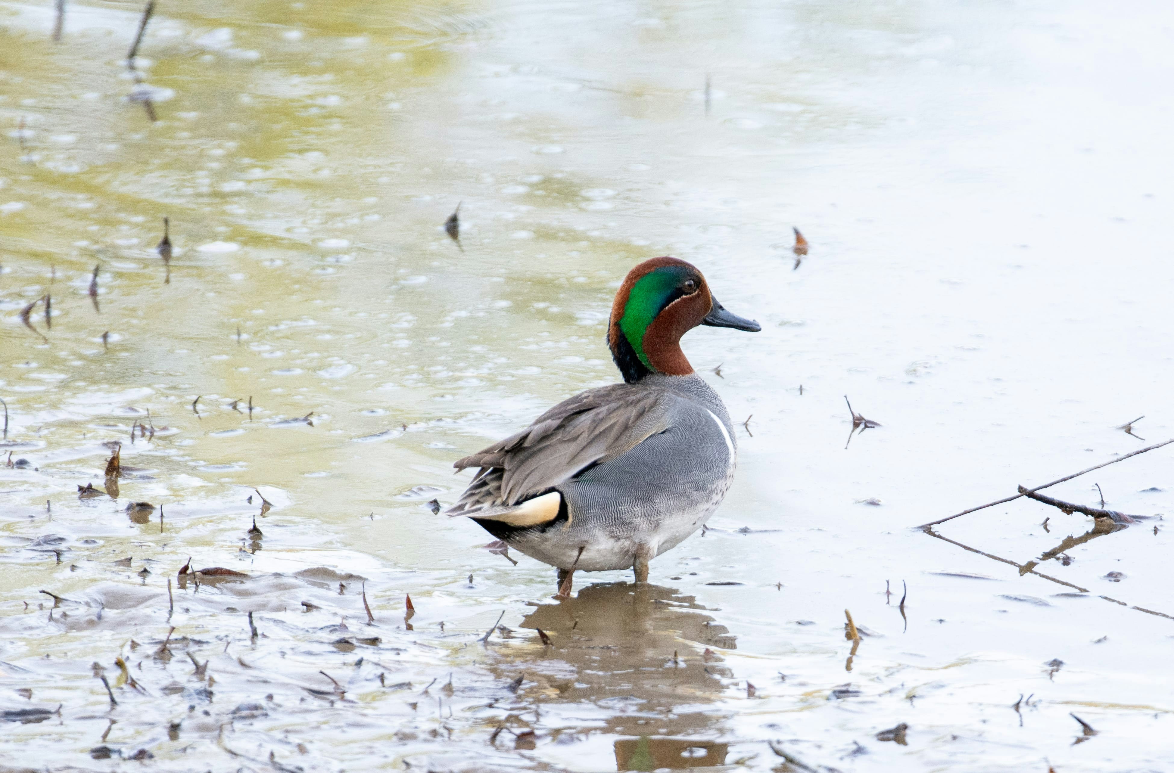 Un canard se tient dans l’eau et cherche de la nourriture