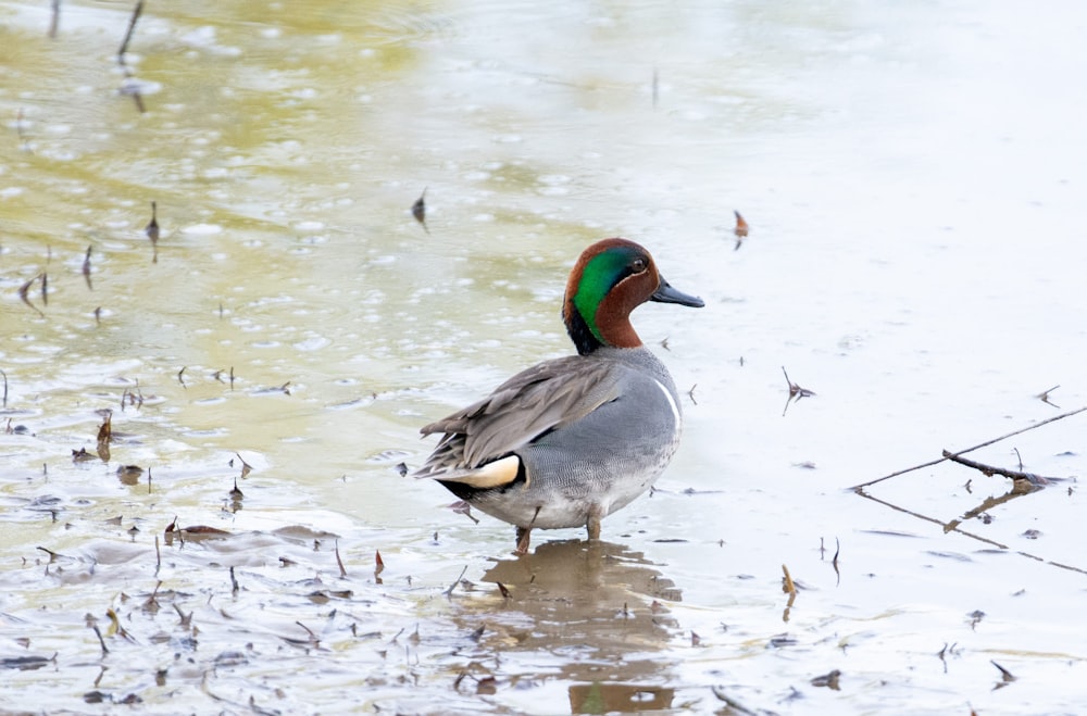 a duck is standing in the water and looking for food
