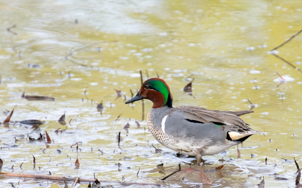 a duck is standing in the water and looking for food