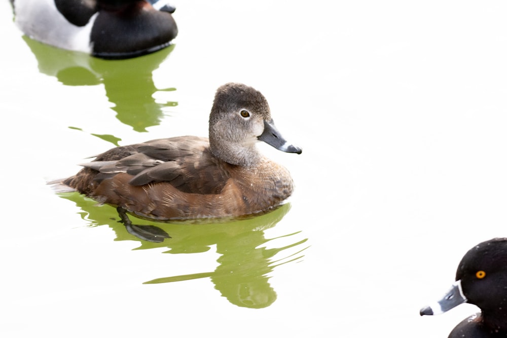 a couple of ducks floating on top of a lake