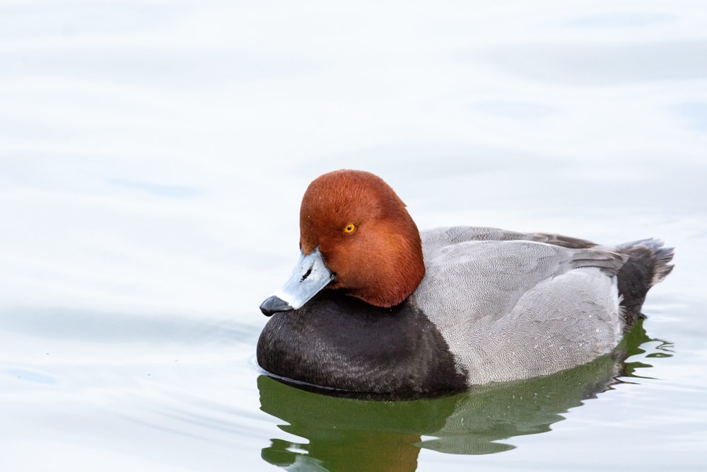 a duck floating on top of a body of water