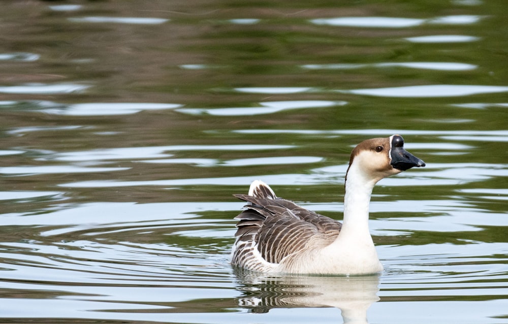 a duck floating on top of a body of water