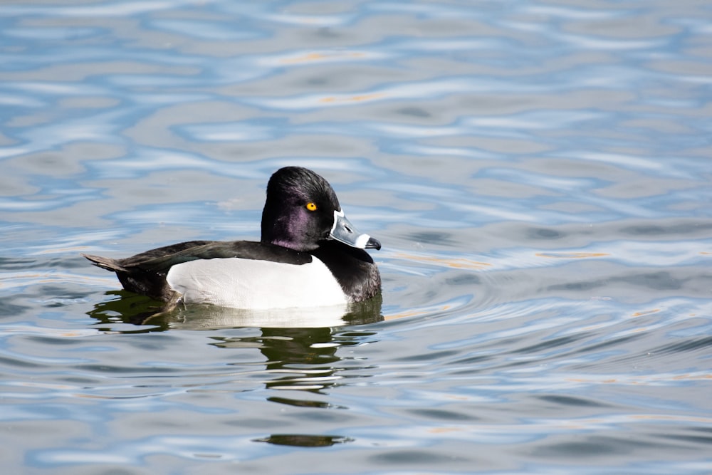 eine schwarz-weiße Ente, die auf einem See schwimmt