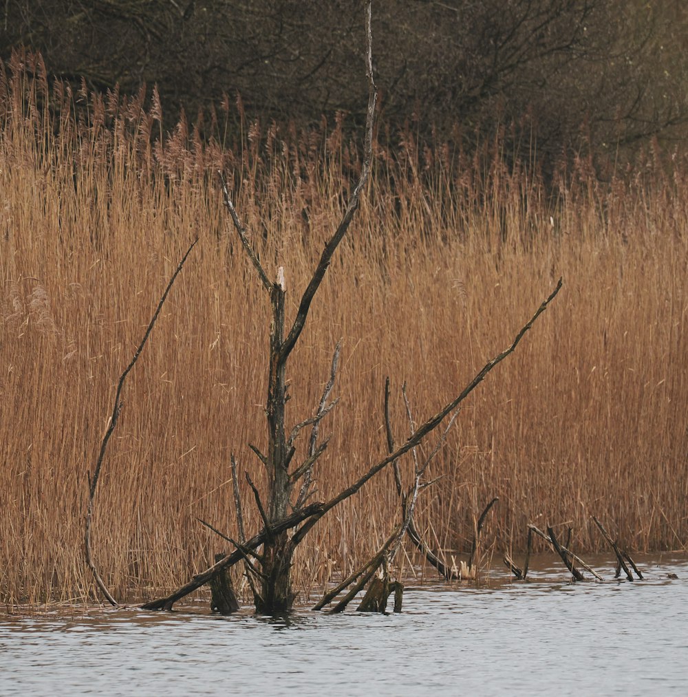 a bird sitting on top of a tree in a body of water