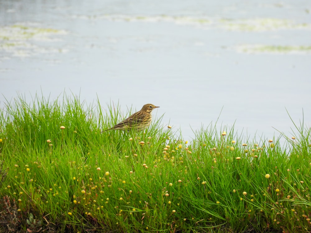 a small bird is standing in the grass by the water