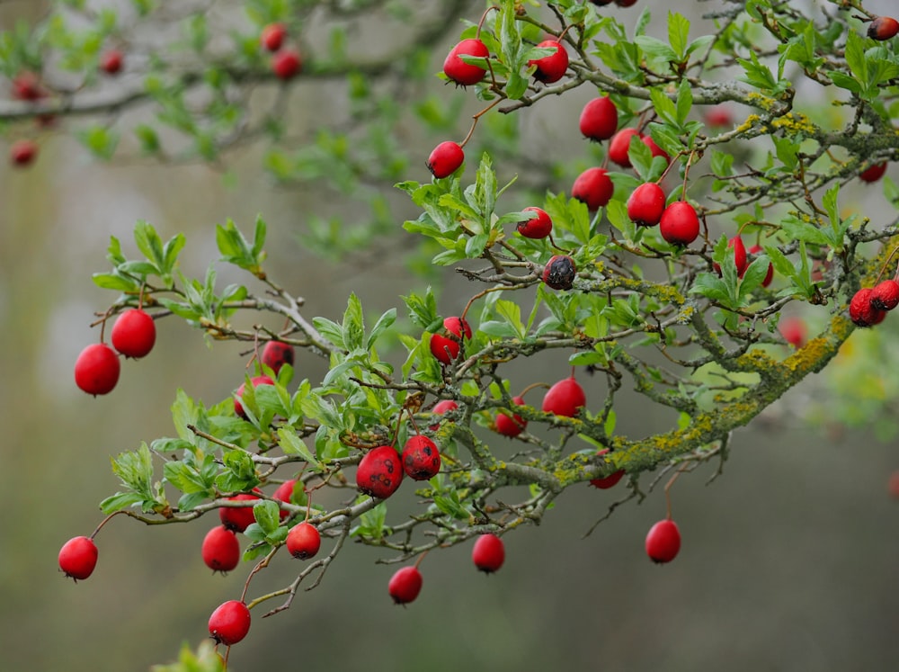 a tree filled with lots of red berries