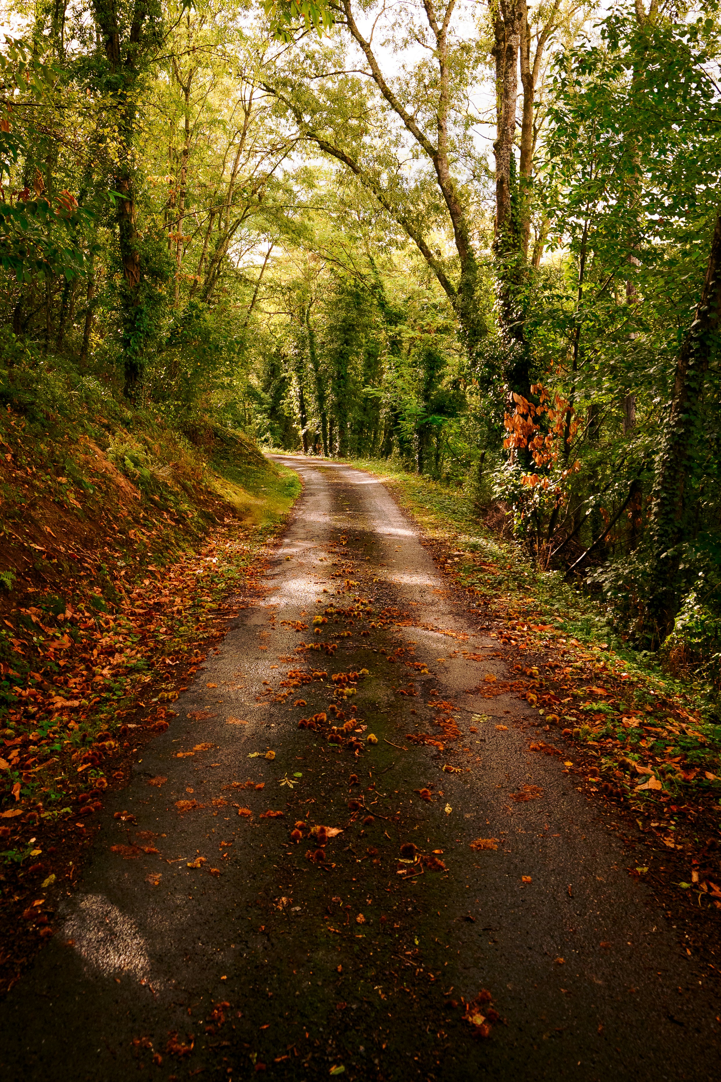 a dirt road surrounded by trees and leaves