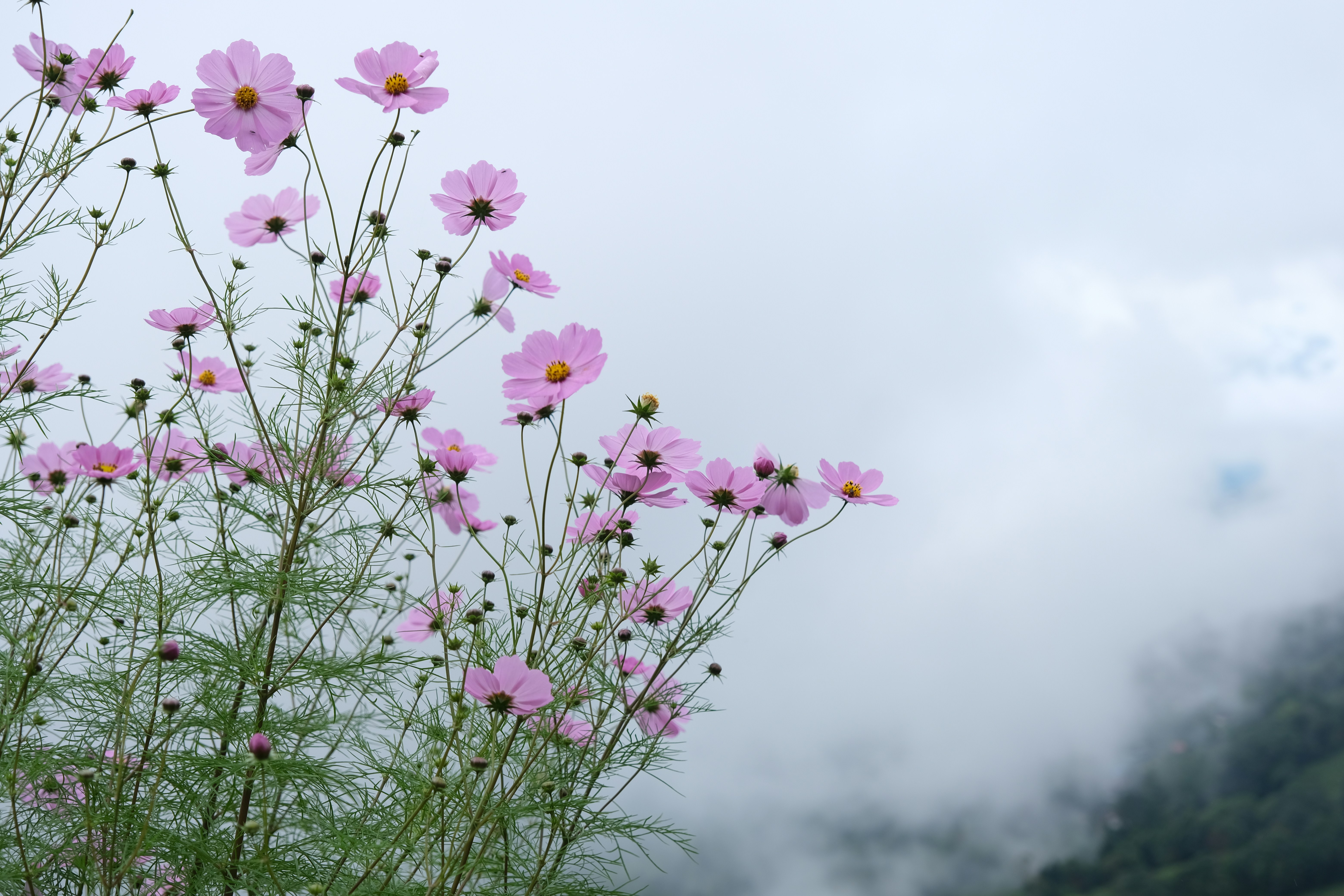 a bunch of pink flowers on a cloudy day