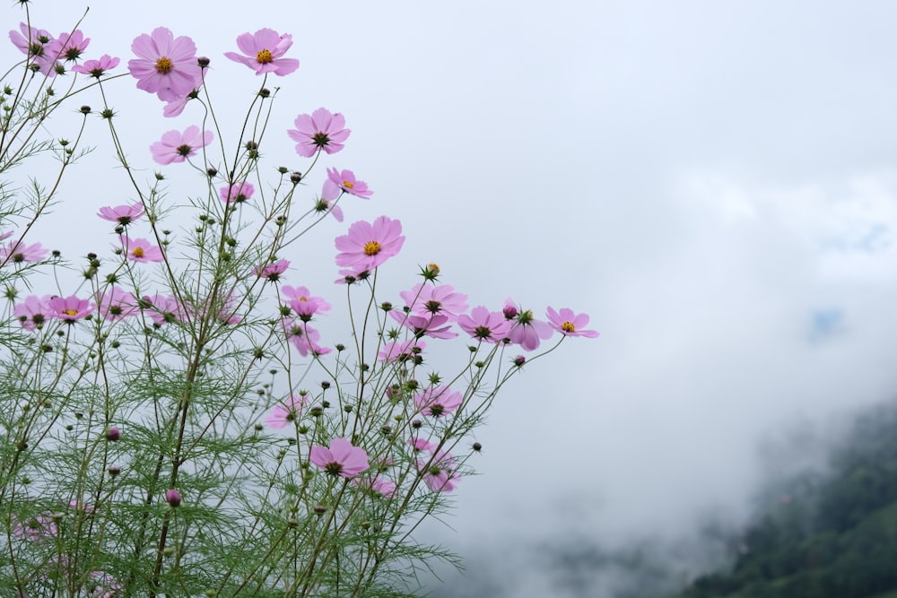 a bunch of pink flowers on a cloudy day