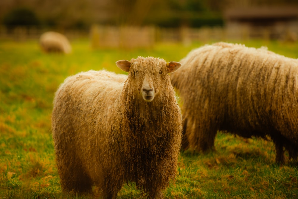 a couple of sheep standing on top of a lush green field