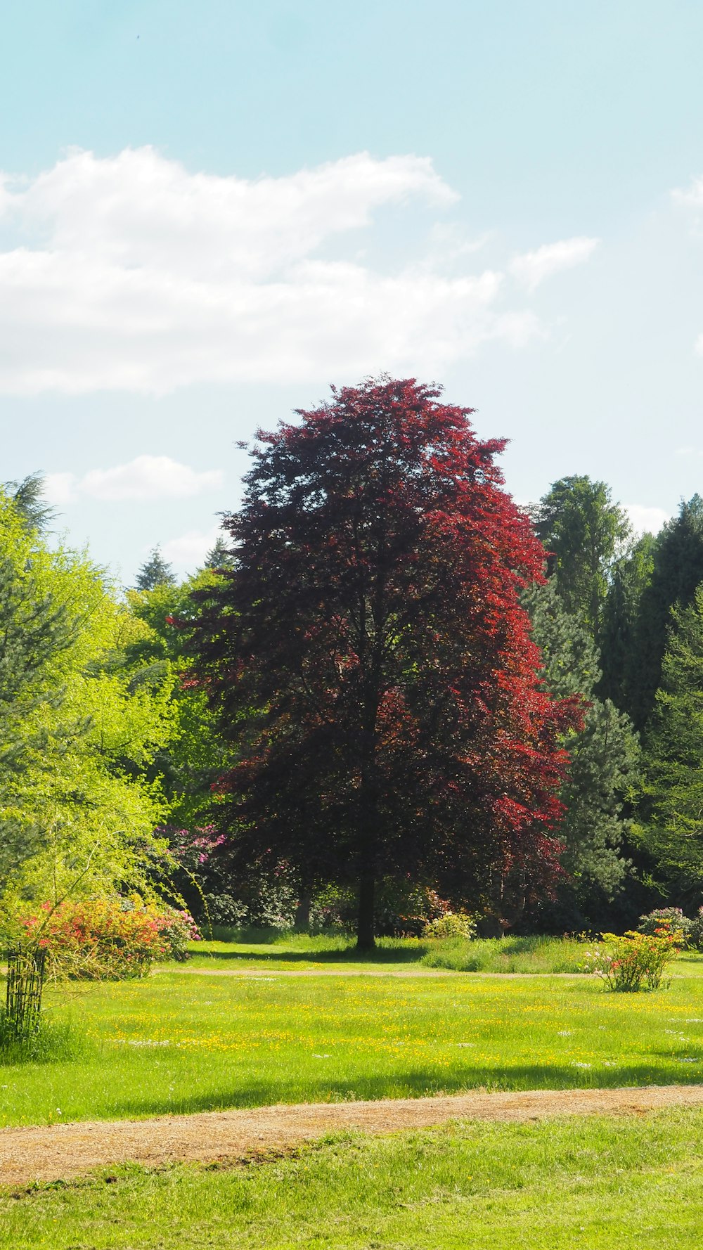 a large tree in the middle of a grassy field