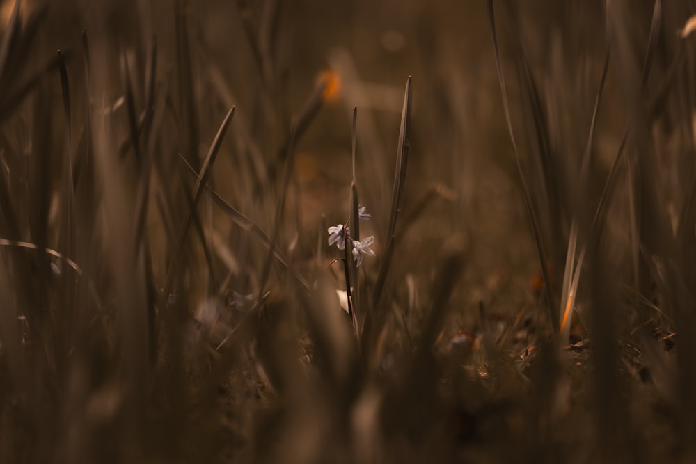 a blurry photo of some grass and flowers