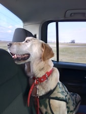 a dog sitting in the back seat of a car