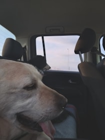 a dog sitting in the back seat of a car