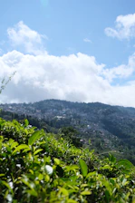 a lush green hillside with a blue sky in the background