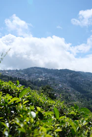 a lush green hillside with a blue sky in the background