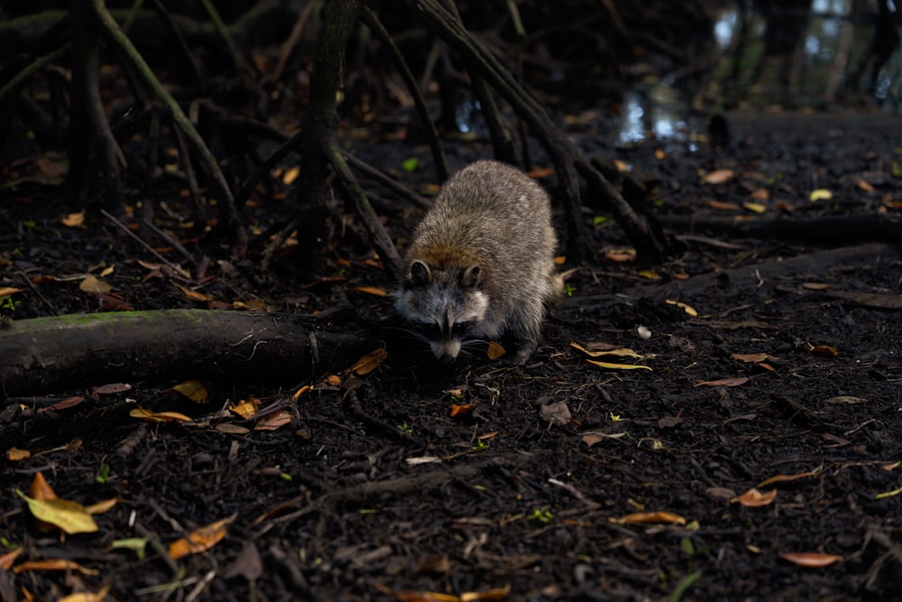 a raccoon is standing on the ground in the woods