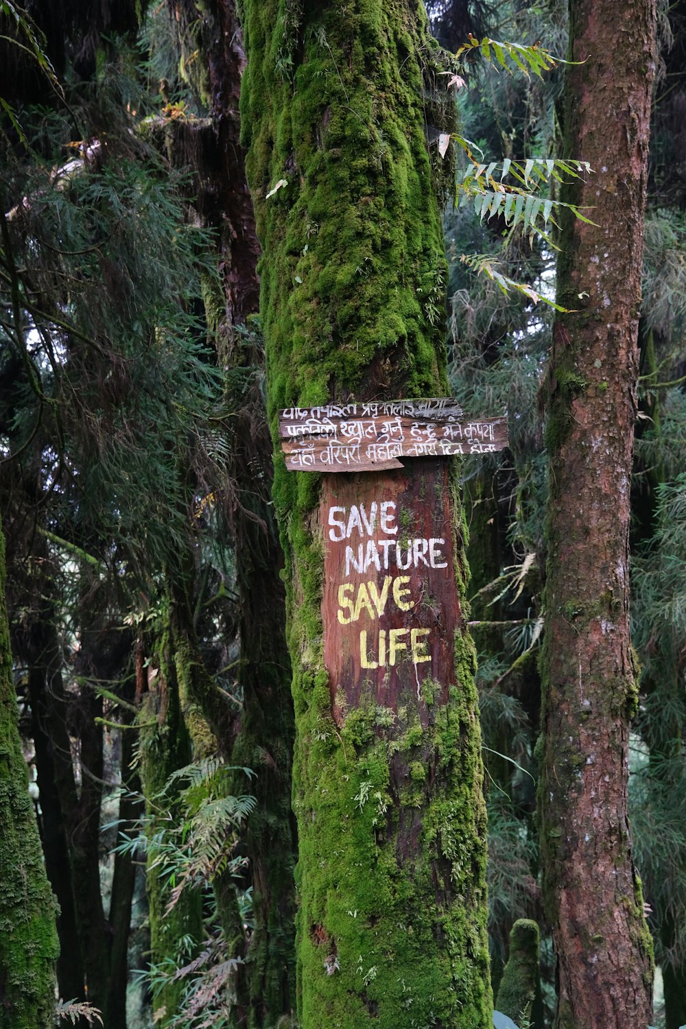 a sign on a moss covered tree in a forest