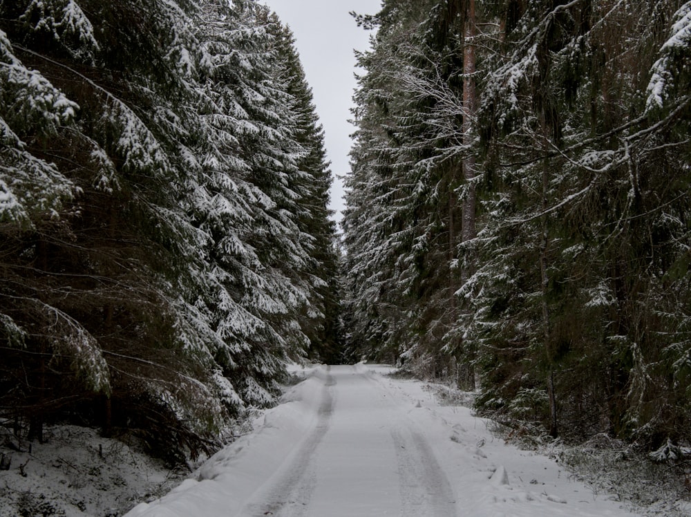 a snow covered road surrounded by tall pine trees