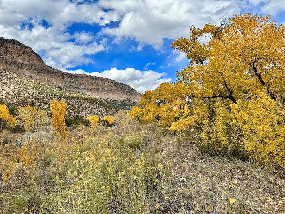 a scenic view of a mountain with yellow trees