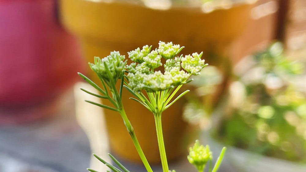 a close up of a flower near a cup of tea