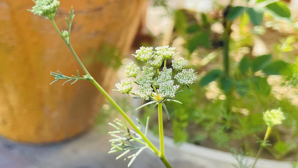 a close up of a flower near a potted plant