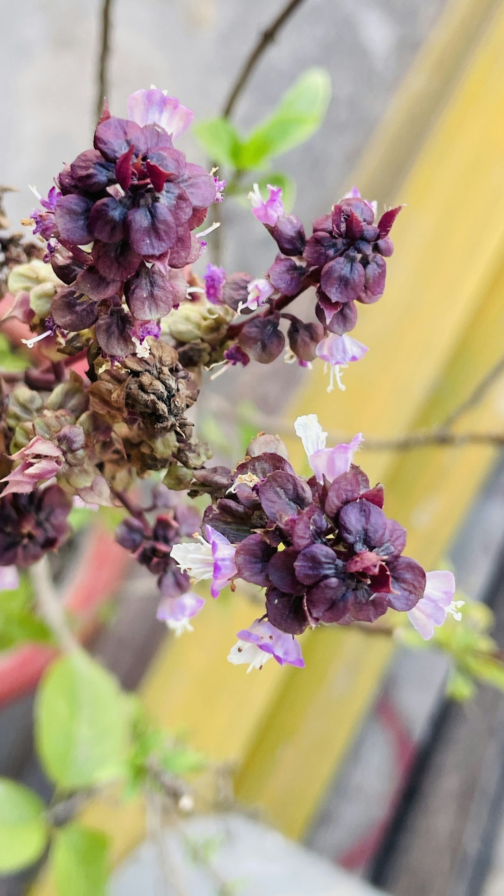 a close up of a purple flower on a tree