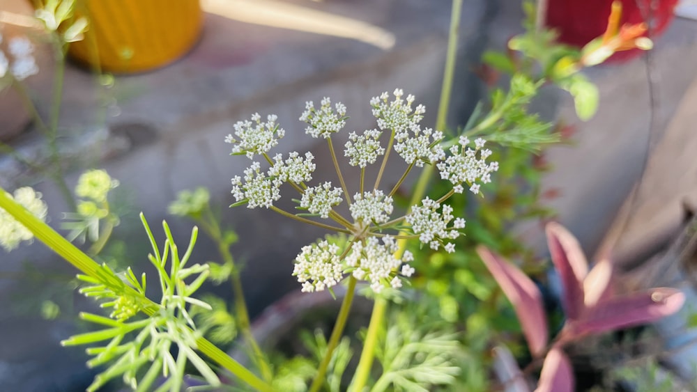 a close up of a bunch of flowers in a vase