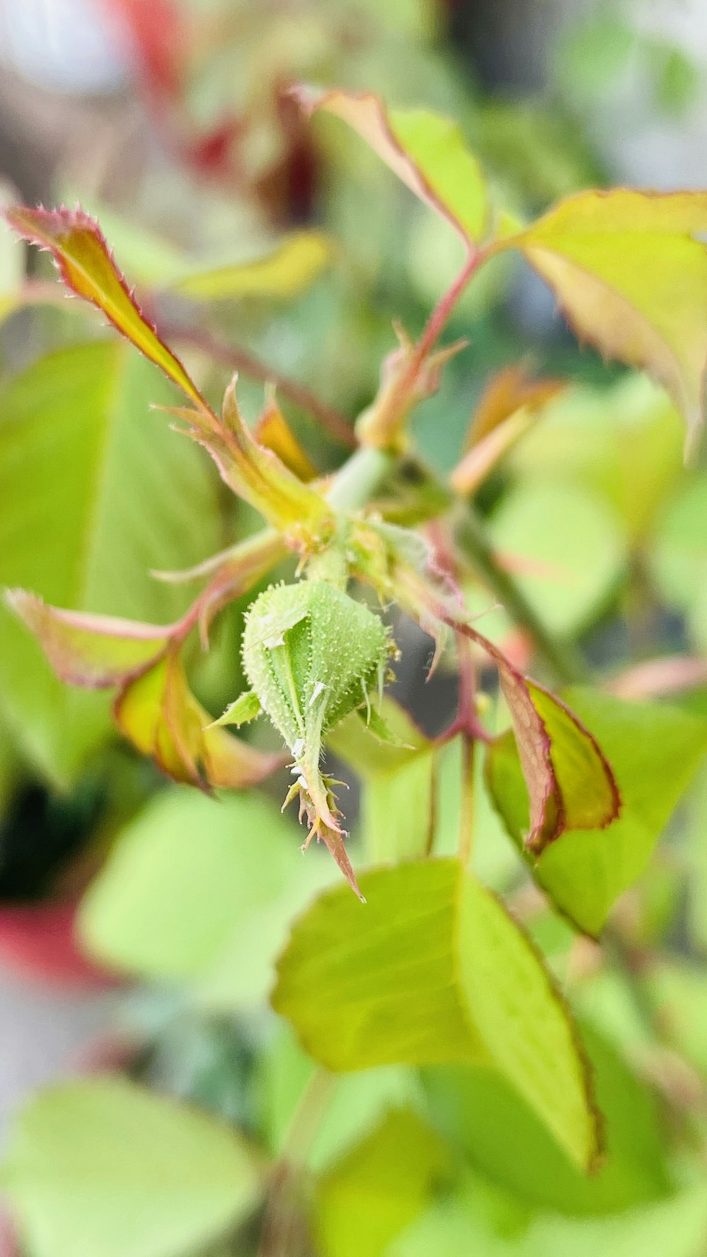 a close up of a green plant with leaves