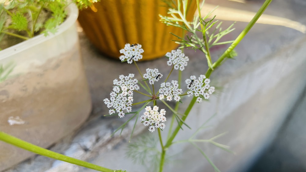 a bunch of white flowers sitting next to each other